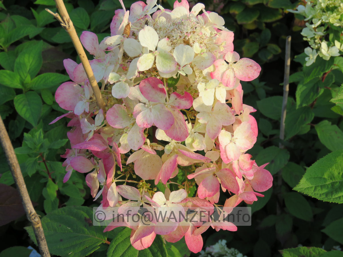 Hydrangea paniculata Pink Diamond 05.JPG